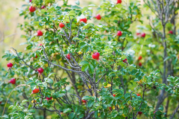 Fototapeta na wymiar red rose hips in autumn