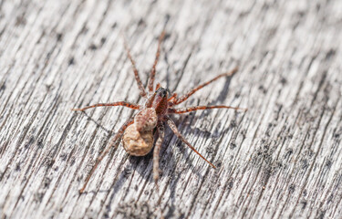 beautiful spider on wooden background