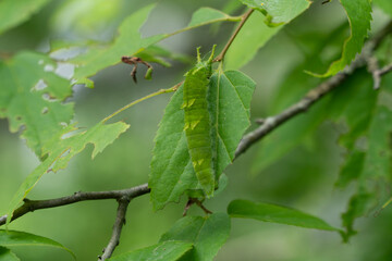 grasshopper on a leaf
