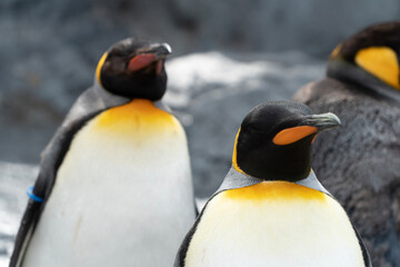 king penguin colony