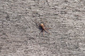 beautiful spider on wooden background