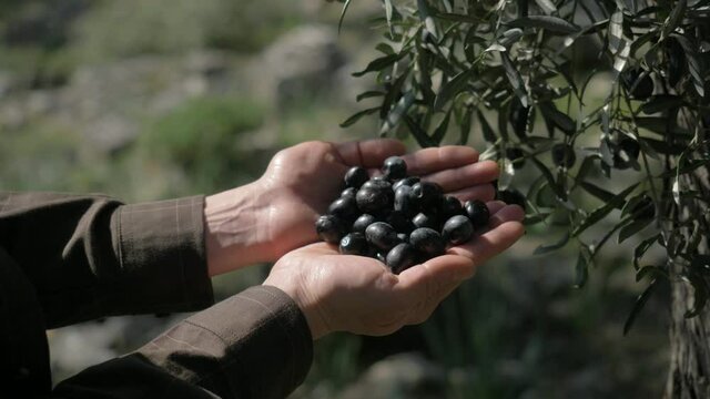 Olive tree in autumn, Italy. olives harvest for production. small local farm in Europe. olive trees cultivated for olive oil, fine wood, leaves, ornamental reasons, and the olive fruit.