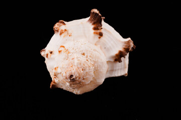 Beautiful sea shells on a black background