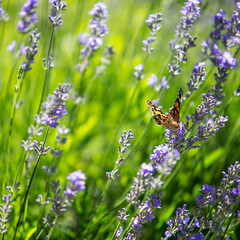 Beautiful sunny meadow with butterfly and lavender