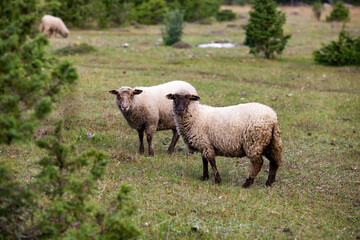 Two long-wool and long-tail sheep on field. Estonian rural view.