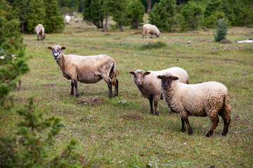 Obraz na płótnie Canvas Cut-hair long-tail sheep in the field. Estonian rural view.