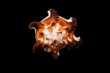 Beautiful sea shells on a black background