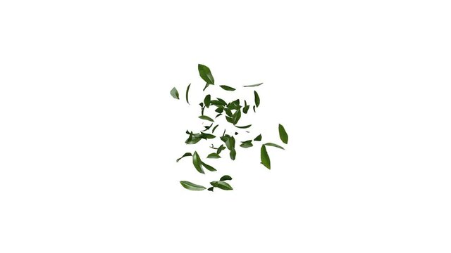 3D animation of green tea leaves flow with alpha layer