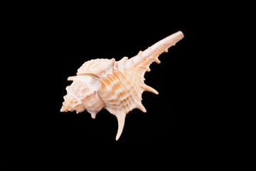 Beautiful sea shells on a black background