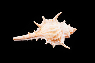 Beautiful sea shells on a black background