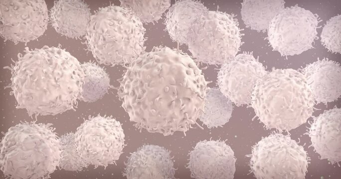 Lymphocytes flow animation. T-Cells under microscope.