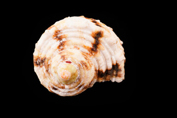Beautiful sea shells on a black background
