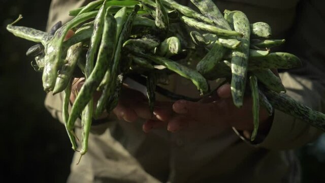 farmer harvesting freshly picked green beans outdoor. organic farming and small local produce concept. authentic beautiful video, fresh crops in farmer hands