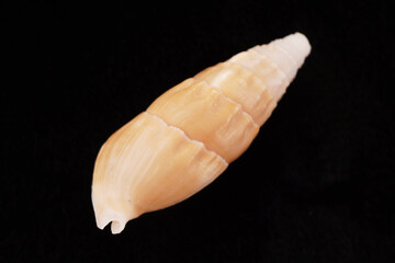 Beautiful sea shells on a black background
