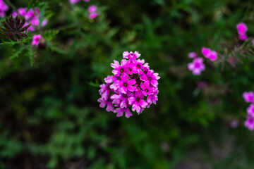 Obraz premium purple flowers in the garden