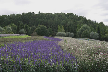 lavender field in region