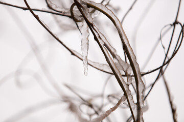 frozen branches and ice on white background. Art and nature