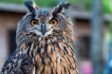great horned owl