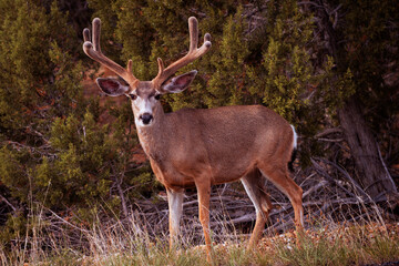 A mule deer at the Grand Canyon National Park, in the State of Arizona, USA