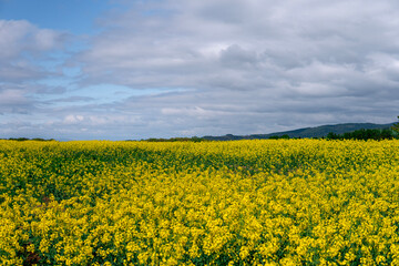 Obraz premium field of sunflowers