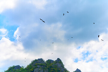 Feeding eagles. Flock of eagles circling in the sky waiting for food