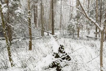snow covered trees spruce pine trees winter wonderland cloudy day fallen tree