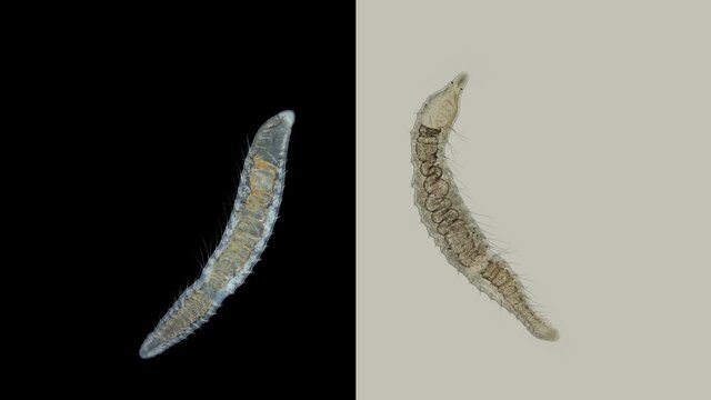 worm Nais sp. under a microscope, Family Naididae, a class of Oligochaeta, feed on plant foods (algae) and the remains of dead organisms, sometimes protozoa.Volga River