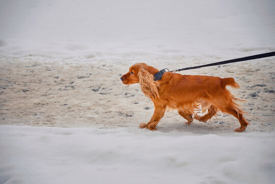 English Cocker Spaniel Walking On Leash With His Owner On Snowy Sidewalk On Winter Day. Walking With Dog In Cold Season..