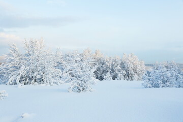 winter landscape on a sunny day. winter nature of the far north. beautiful trees in the snow in the wild 