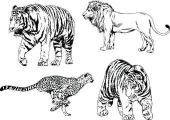 vector drawings sketches different predator , tigers lions cheetahs and leopards are drawn in ink by hand , objects with no background