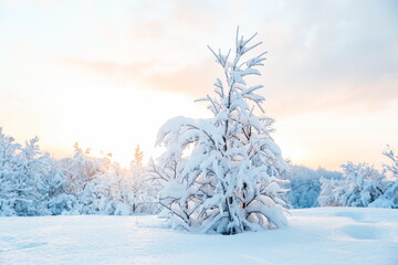 winter landscape on a sunny day. winter nature of the far north. beautiful trees in the snow in the wild 