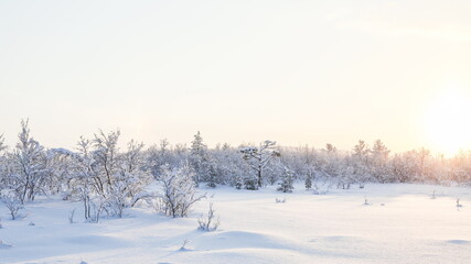 Fototapeta na wymiar winter landscape on a sunny day. winter nature of the far north. beautiful trees in the snow in the wild 