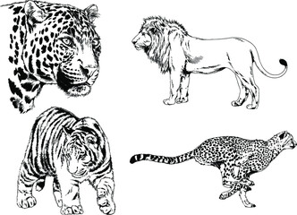 vector drawings sketches different predator , tigers lions cheetahs and leopards are drawn in ink by hand , objects with no background