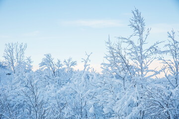 winter landscape on a sunny day. winter nature of the far north. beautiful trees in the snow in the wild 