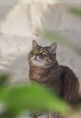 Gray domestic cat with beautiful eyes on a bed among green leaves of plants. 
