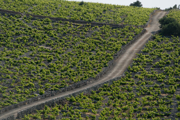 vineyards