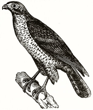 Single isolated Goshawk (Accipiter gentilis) posing on a partial branch on white background. Ancient grey tone etching style art by Auvray, Magasin Pittoresque, 1838