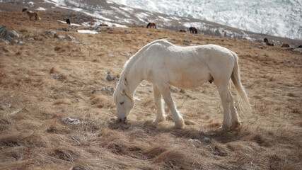 Fototapeta premium a wild white horse grazing