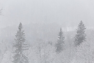 winter wonderland landscape snowing fog mist blur forest snow covered trees spruce Latvia Sigulda