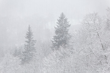 winter wonderland landscape snowing fog mist blur forest snow covered trees spruce