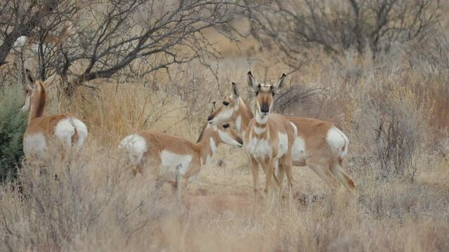 Herd of Pronghorn Antelope in Central Arizona