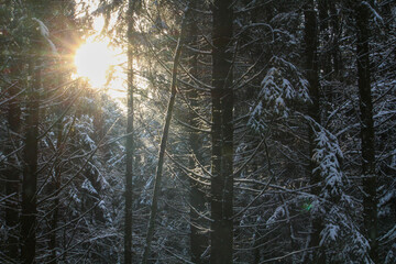 The sun shines through the treetops in the winter forest