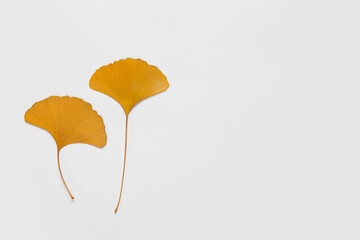 Naklejka premium heart shaped leaf gingko tree yellow on paper background