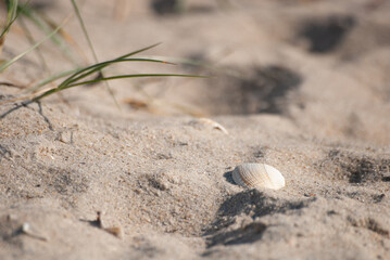 einzelnes Dünengras mit Pfeffermuschelschale im Sand. Sonniger Sommertag am Sanstrand. Fundstücke