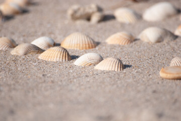 Fototapeta na wymiar Herzmuschel-Ar­ran­ge­ment im feinen Sand. Spiel und Spaß am Strand - für die ganze Familie. Urlaub am Strand.