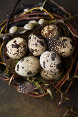 Easter symbol - quail eggs in nest with pussy willow twigs and moss