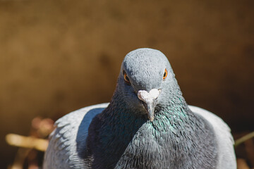 にらみつけるハト