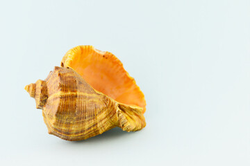 Seashell on a light background.