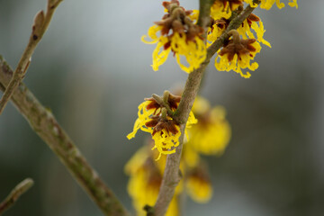 The witch hazel (Hamamelis) blooms in winter