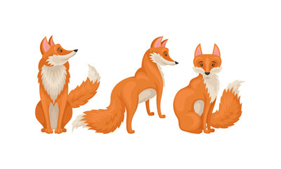 Red Fox as Omnivorous Mammal with Upright Triangular Ears and Pointed Snout Vector Set